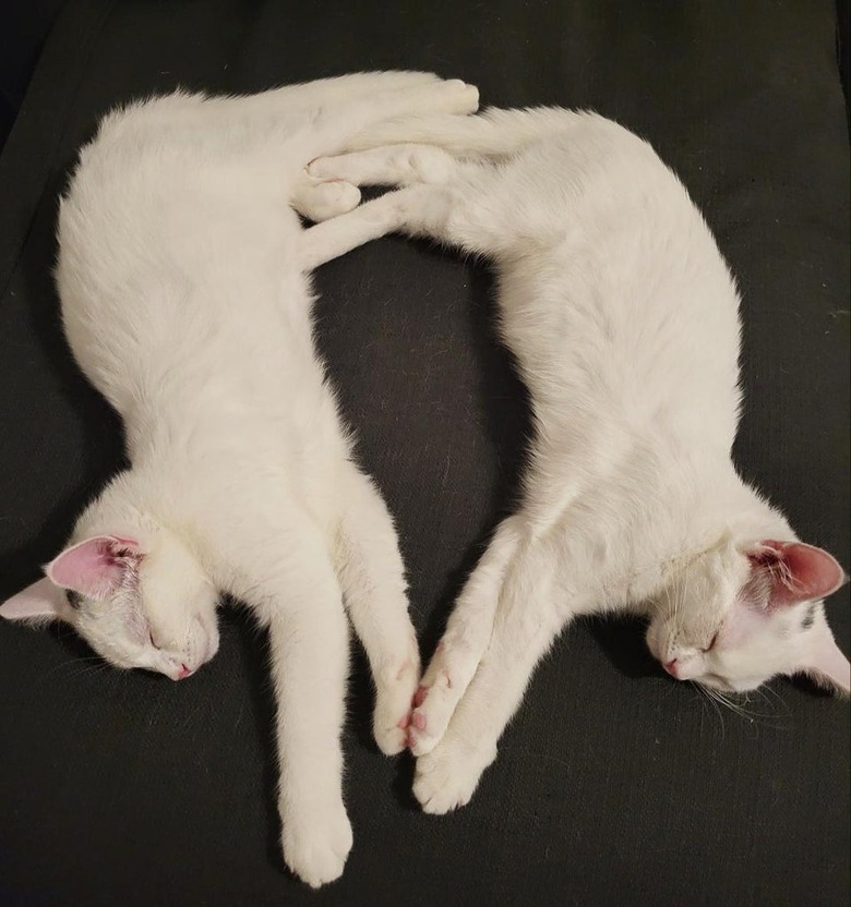 Identical white kittens sleeping in mirrored positions.