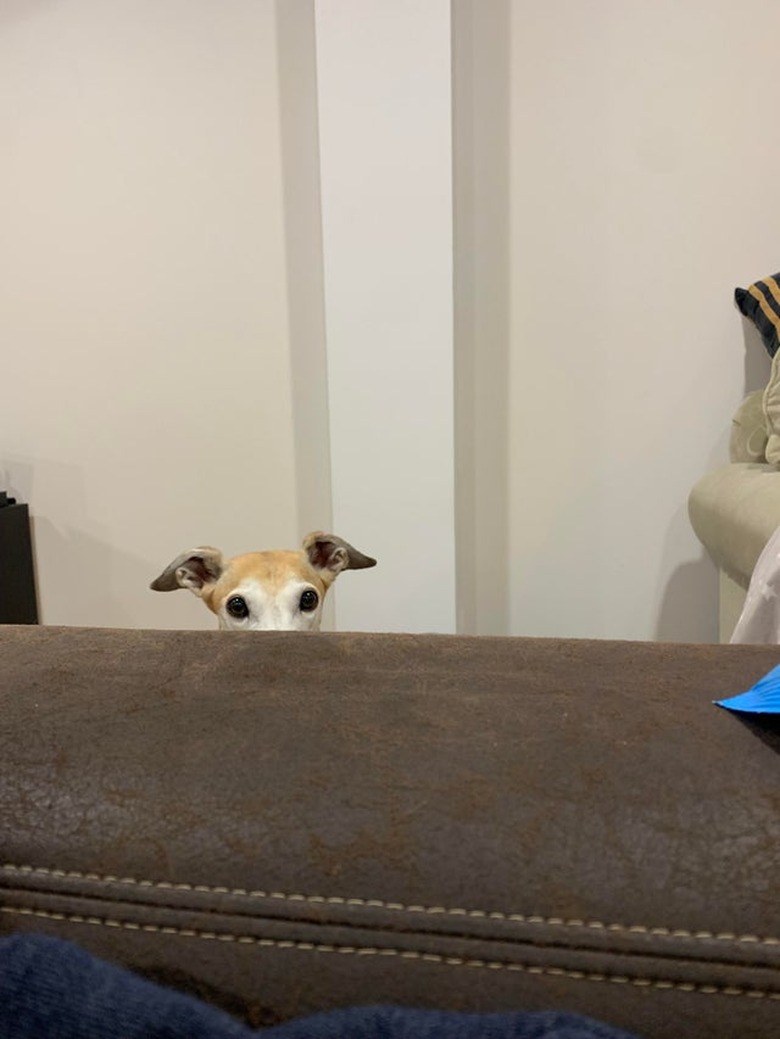 Top of dog's head poking up from behind couch arm.