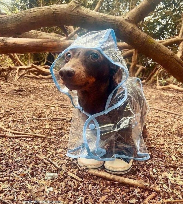 Dachshund in clear raincoat and tennis shoes.