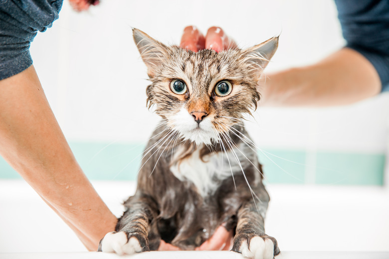 Bathing cats in dawn dish soap hotsell