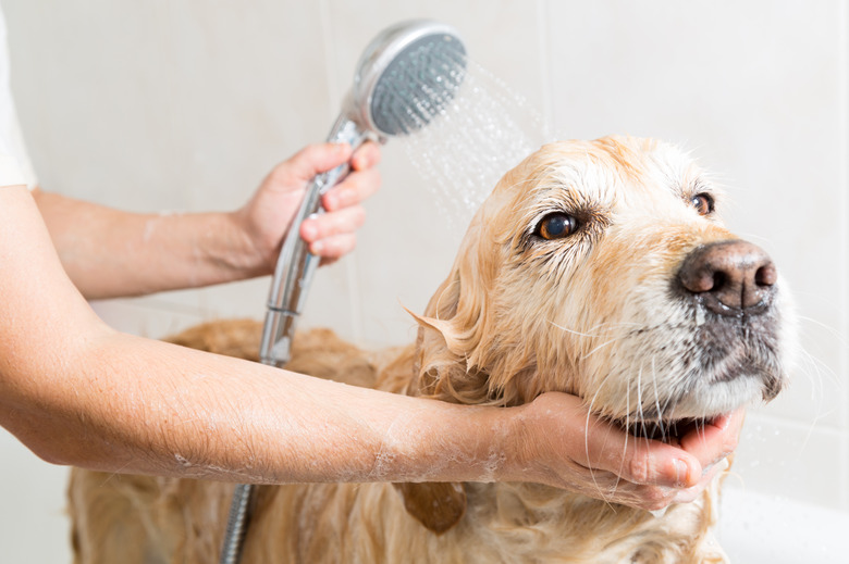 Can You Use Head And Shoulders On Dogs How To Wash A Dog With Head Shoulders Cuteness