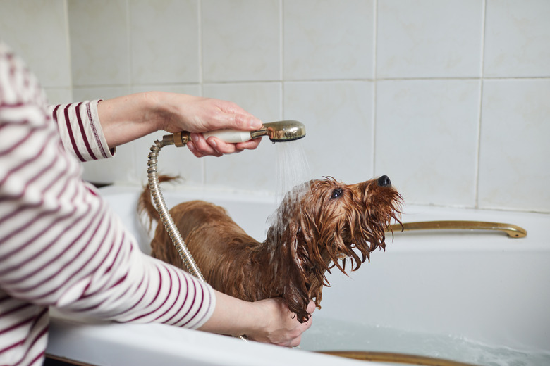 Can You Use Head And Shoulders On Dogs How To Wash A Dog With Head Shoulders Cuteness