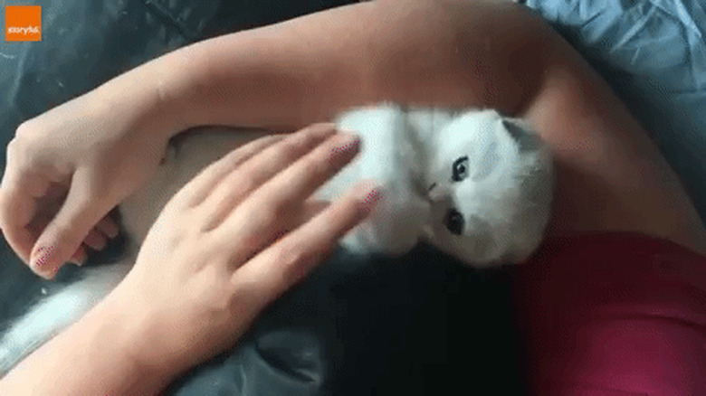 chubby kitten gnawing on finger