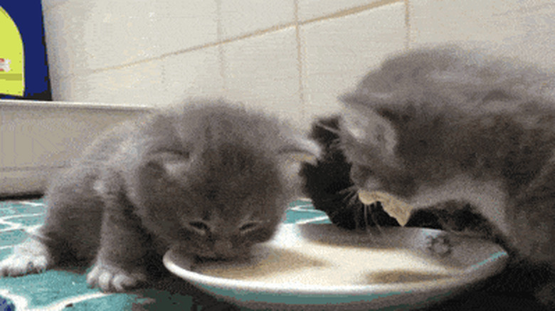 chubby kittens drinking milk