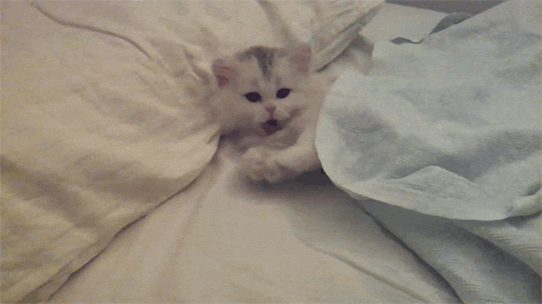 chubby kitten doing a yawn