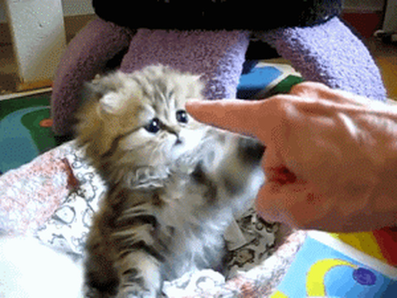 chubby kitten paws at man's finger