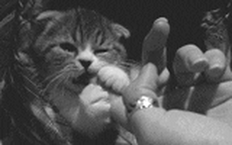 chubby kitten chews on finger