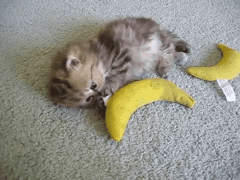 chubby kitten plays with toy banana