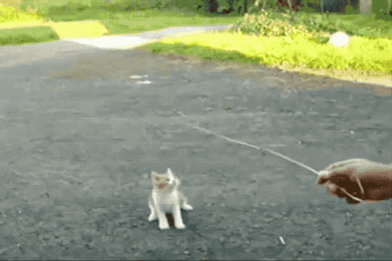 chubby kitten chases stick