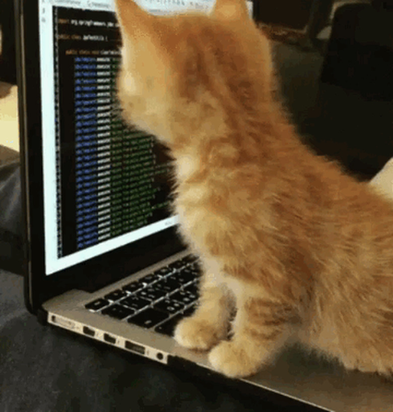 chubby kitten learning to code