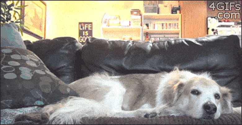 chubby kitten jumping onto sleeping dog