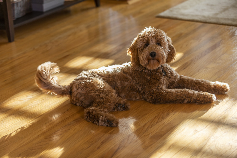 Goldendoodle Puppy Portrait in a Living Room