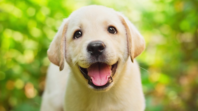 Close-up portrait of labrador retriever