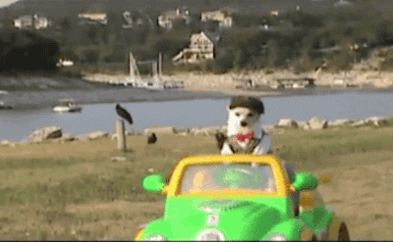 Dapper dog in beret drives toy car.