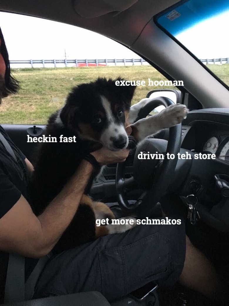 Puppy driving a car with captions that say: 