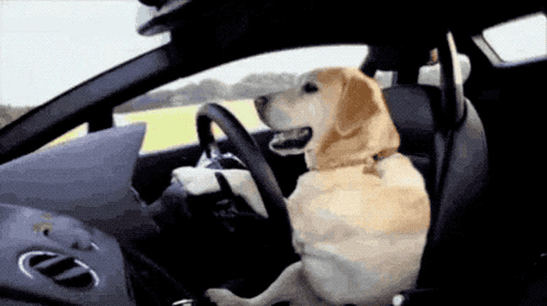 Golden lab yawns while sitting at the wheel of a car.