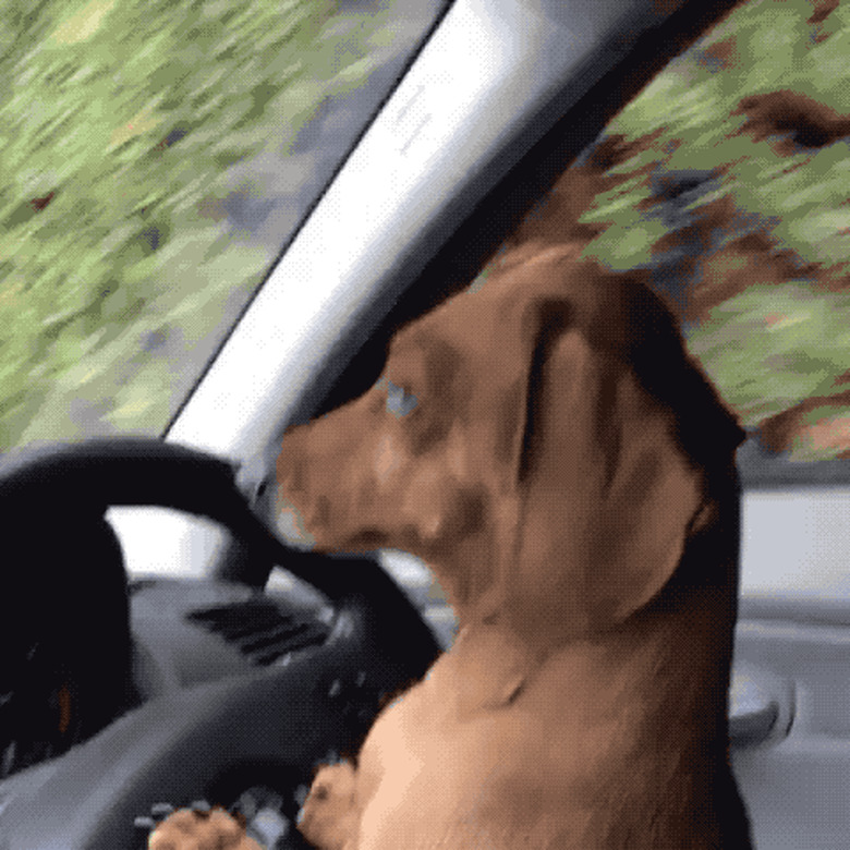 Brown daschund driving car.