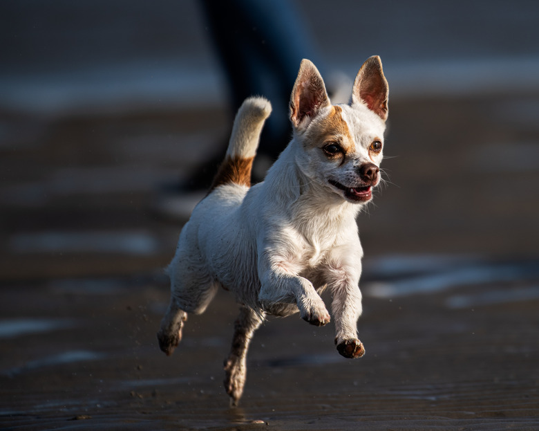 Portrait of chihuahua running on beach,Bull Island,Ireland