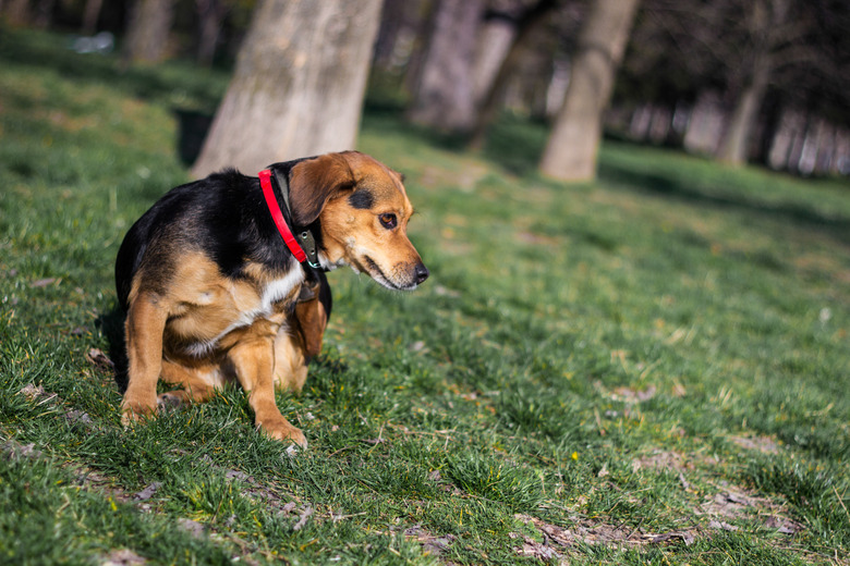 Small cute dog scratches himself in the park