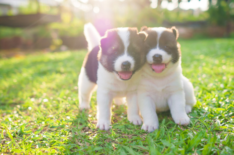 Dog and puppies