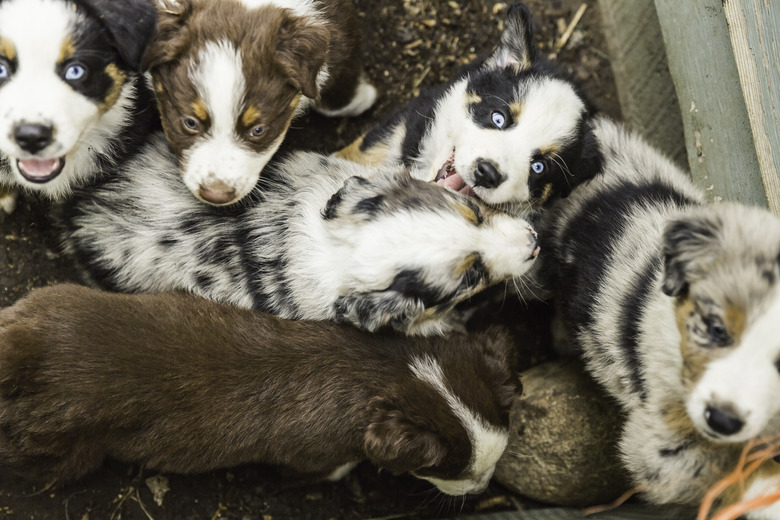 Overhead view of blue eyed sheepdog puppies in pen