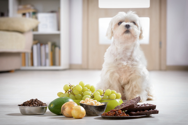 Little dog and food toxic to him