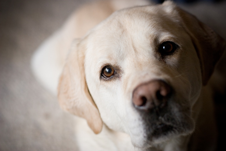 Blonde Labrador Retriever Looking at Camera Room for Copy