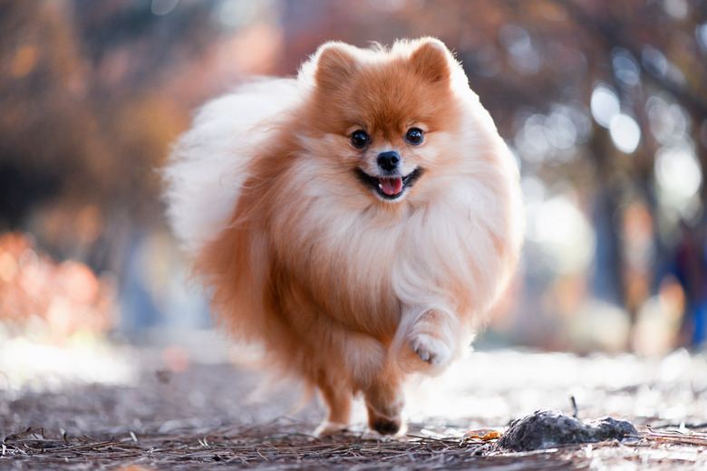 A beautiful Pomeranian runs through the bright autumn forest