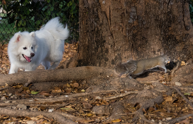 Dog chasing a squirrel