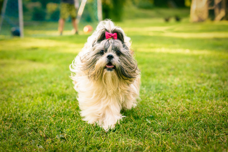 Shih tzu dog