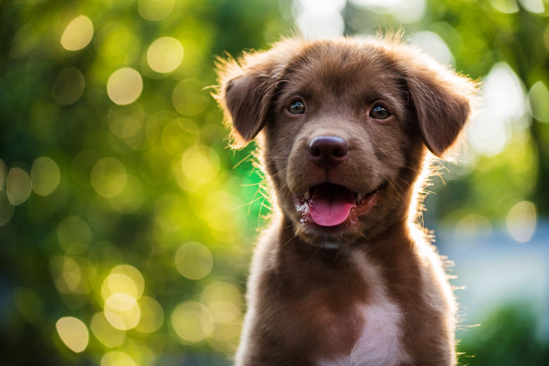 When Do Puppies Shed Their First Coat Cuteness