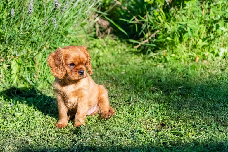 A red furred puppy in grass