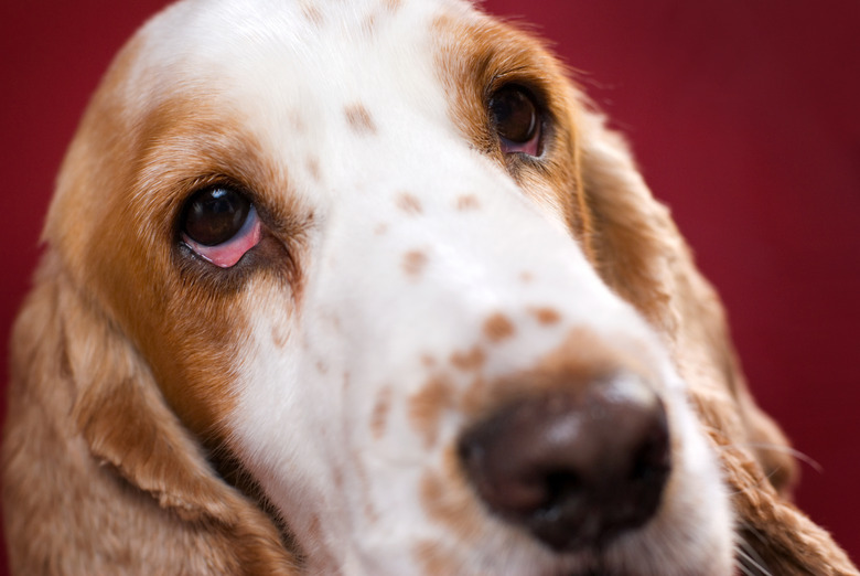 Closeup of spaniel dog with red eye