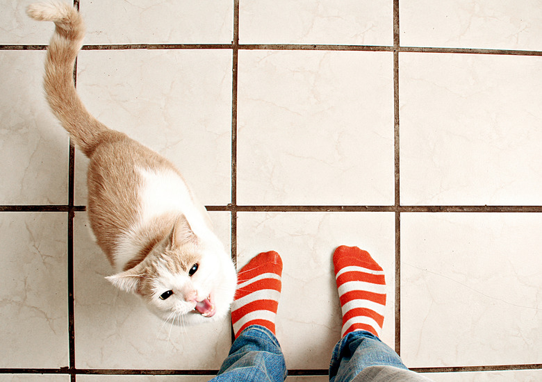 cat meowing at owner