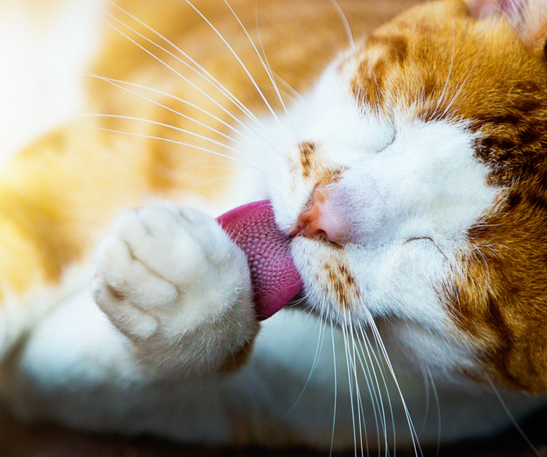 Cat grooming themselves