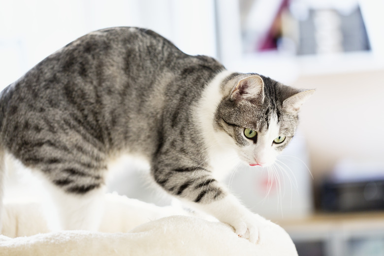 Tabby cat kneading her cushion