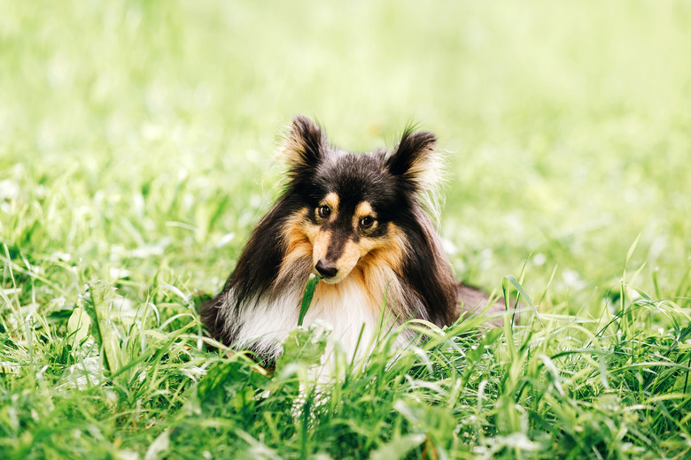 Summer portrait of  dog puppy  Shetland Sheepdog