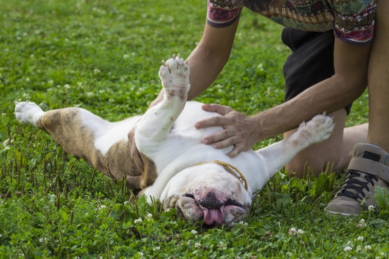 dog enjoying a belly rub