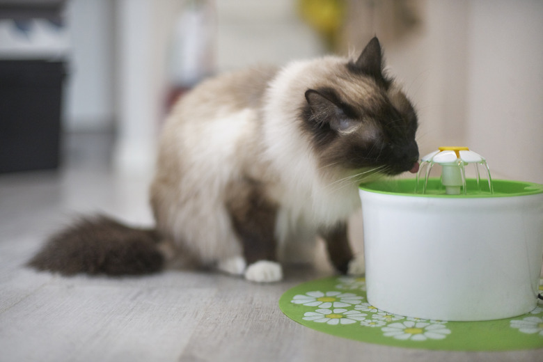 Why Does My Cat Always Move Her Water Bowl Cuteness