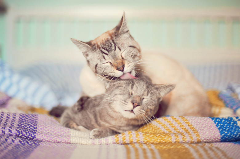 Cat licking another cat on a blanket