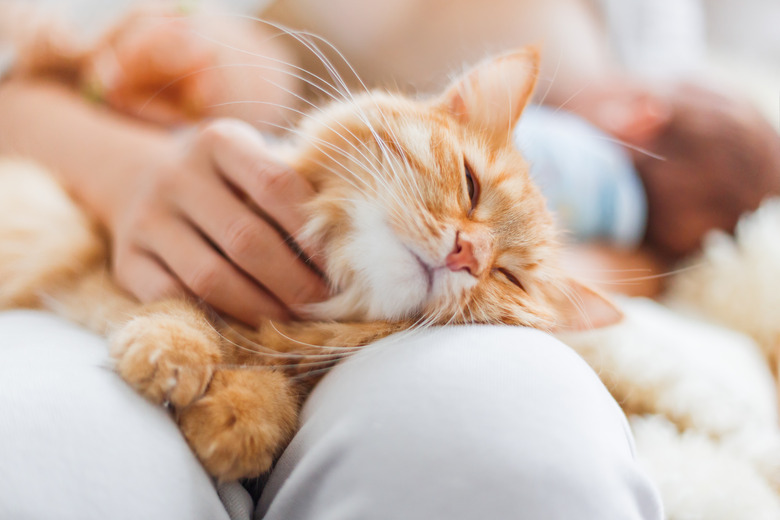 Woman stroking cute ginger cat on her knees. Fluffy pet frowning of pleasure. Cozy morning at home.