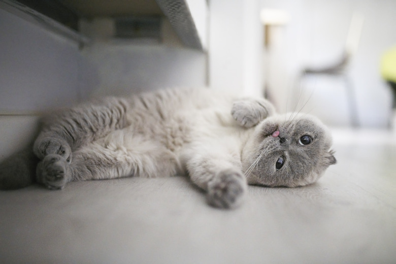 Scottish Fold Cat