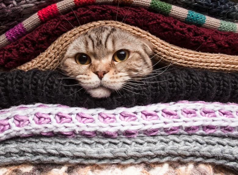 cat in pile of woolen clothes