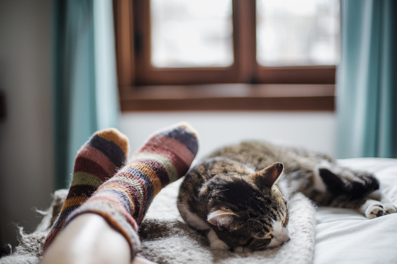 cat on a bed feet of a person