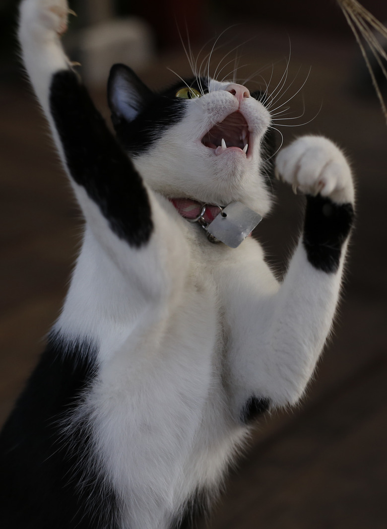 cute adorable black white kitten