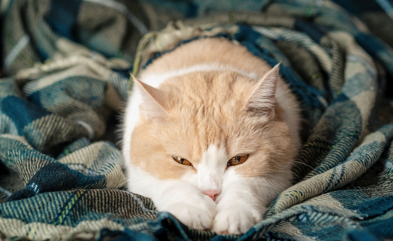 A cute orange and white tabby cat sleeps with its legs stretched out on a warm green plaid blanket. The concept of pets in a cozy home, stay at home, cold season, winter, autumn. Scottish fold cat