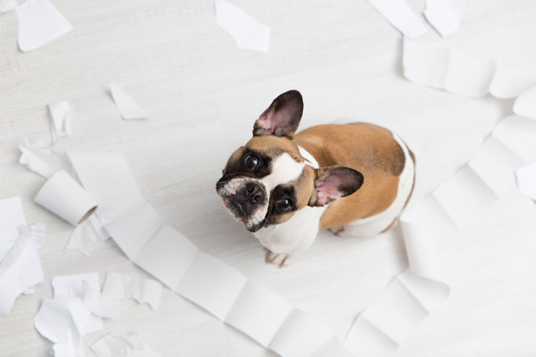 Dog eats paper towels hotsell