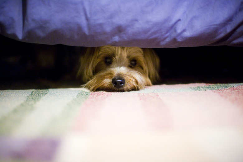 My dog goes under the bed best sale