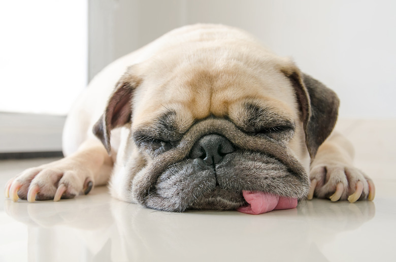 Funny Sleepy Pug Dog with gum in the eye sleep rest on floor