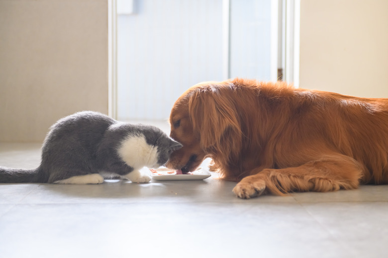 Why Is My Cat Eating My Dog s Food Cuteness